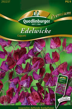 Quedlinburger Duftwicke Cupani