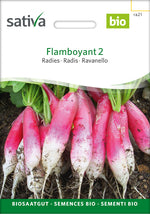 Sativa Radies Flamboyant 2