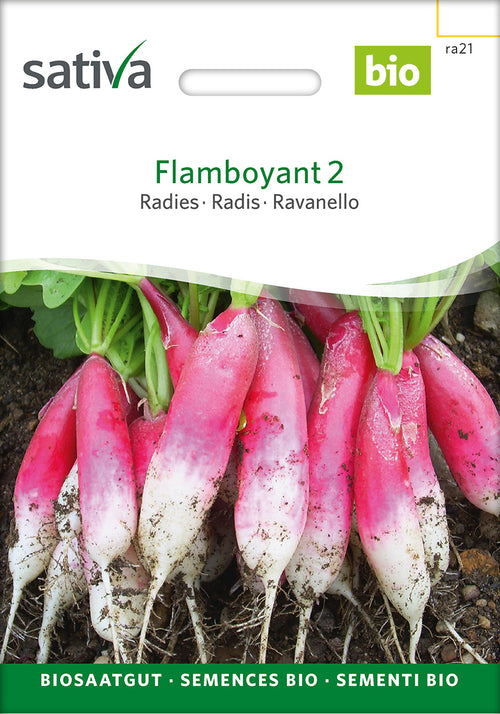 Sativa Radies Flamboyant 2