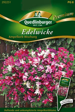 Quedlinburger Duftwicke Ampelkorb Mischung