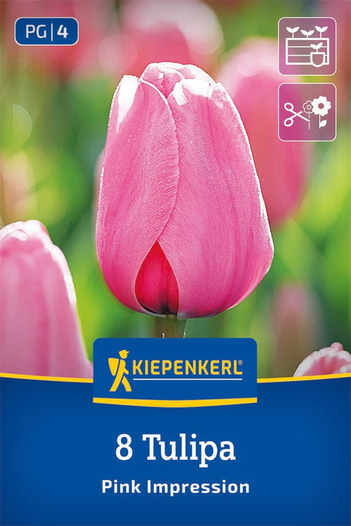 Darwin-Hybrid-Tulpe Pink Impression