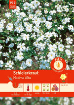Pabst Keimkraft Schleierkraut Maxima Alba