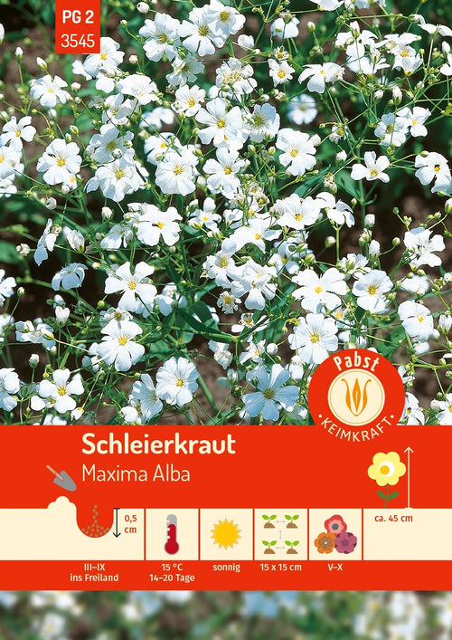Pabst Keimkraft Schleierkraut Maxima Alba