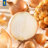 Kiepenkerl Steckzwiebel Stuttgarter Riesen 250 g