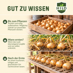 HILD Wintersteckzwiebel Senshyu Yellow 500 Gramm