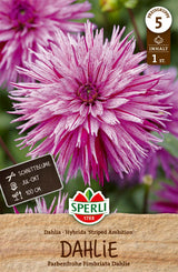 SPERLI Dahlie Striped Ambitio