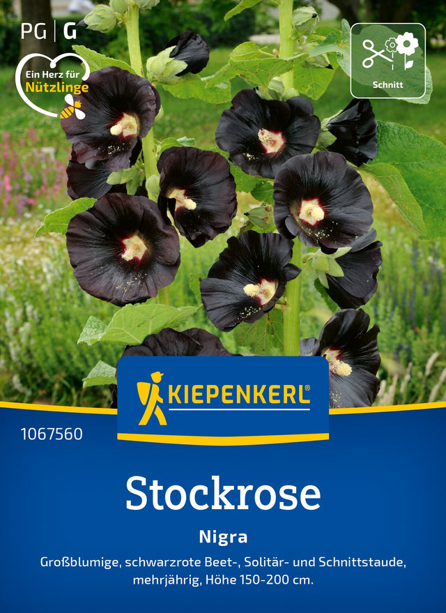 Kiepenkerl Stockrosen Nigra
