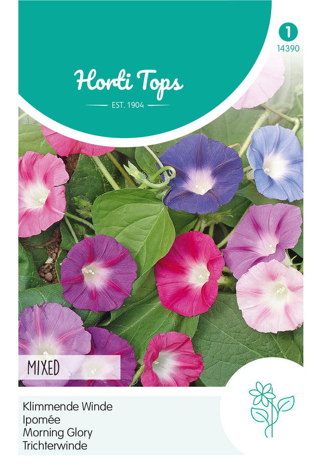 Horti Tops Prunkwinde Purpurea Mischung