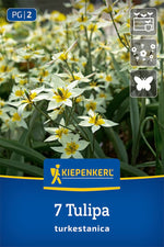 Wildtulpe Tulipa turkestanica