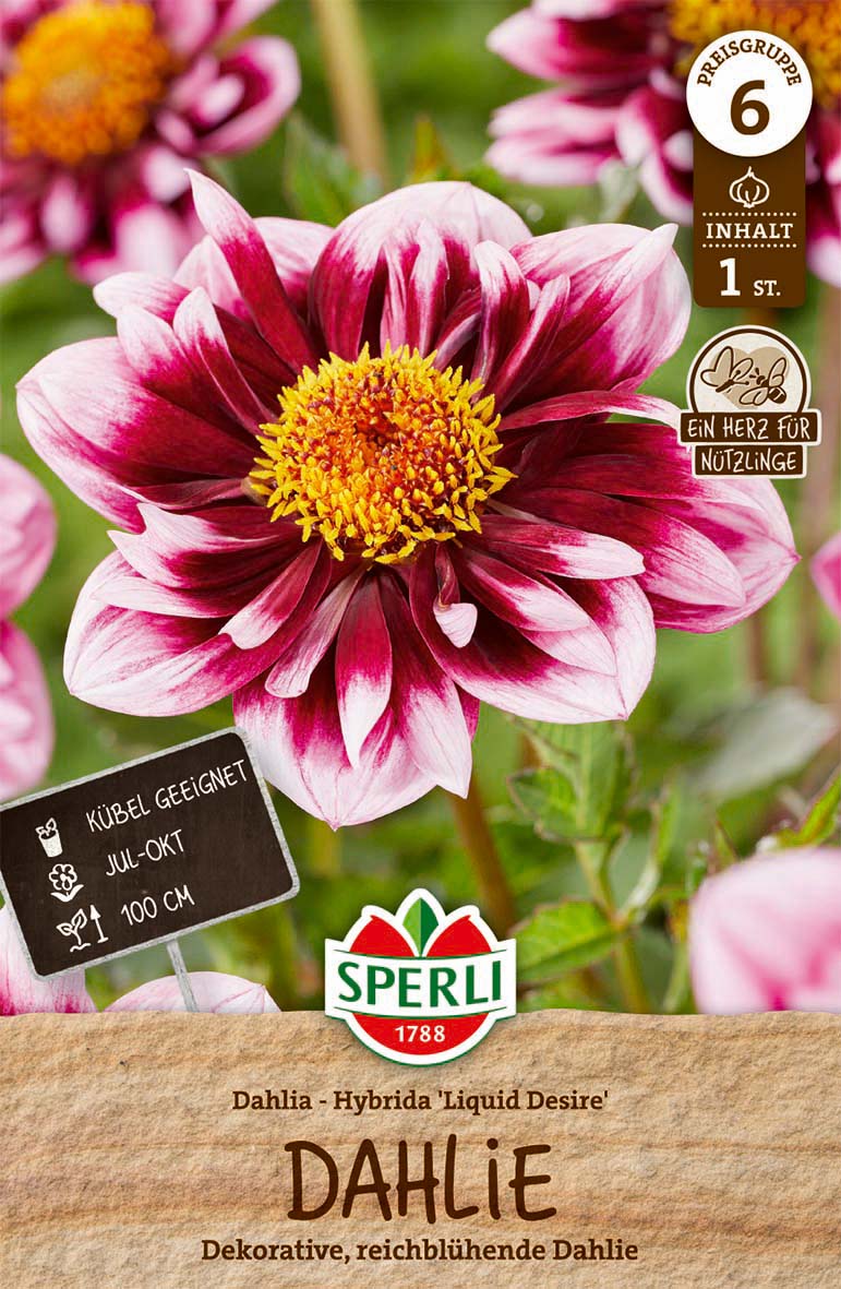 SPERLI Anemonenblütige Dahlie Liquid Desire