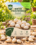 HILD Wintersteckzwiebel Snowball 250 Gramm