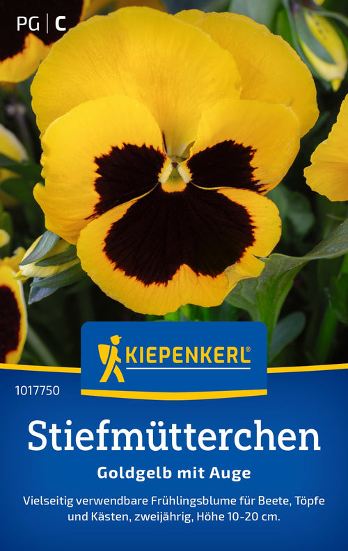 Kiepenkerl Stiefmütterchen Goldgelb mit Auge