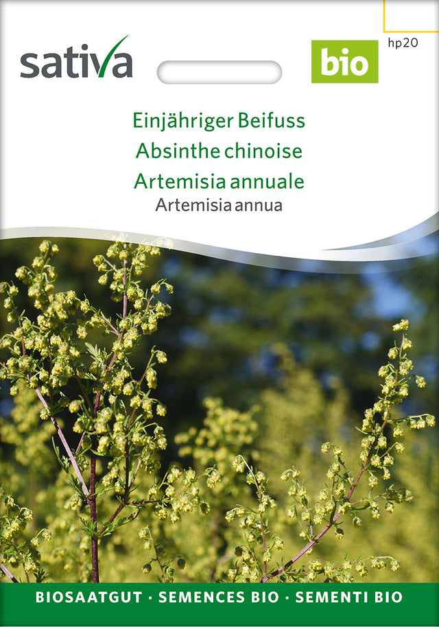 Sativa Artemisia annua Einjähriger Beifuss
