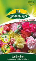 Quedlinburger Gartennelke Johannistag