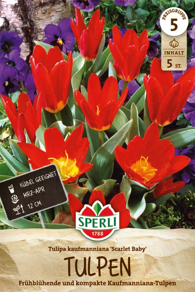 Kaufmanniana-Tulpe Scarlet Baby