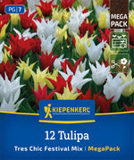 Mega-Pack Lilienblütige Tulpen Tres Chic Mix