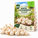 HILD Wintersteckzwiebel Snowball 500 Gramm