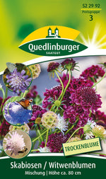 Quedlinburger Witwenblumen Mischung