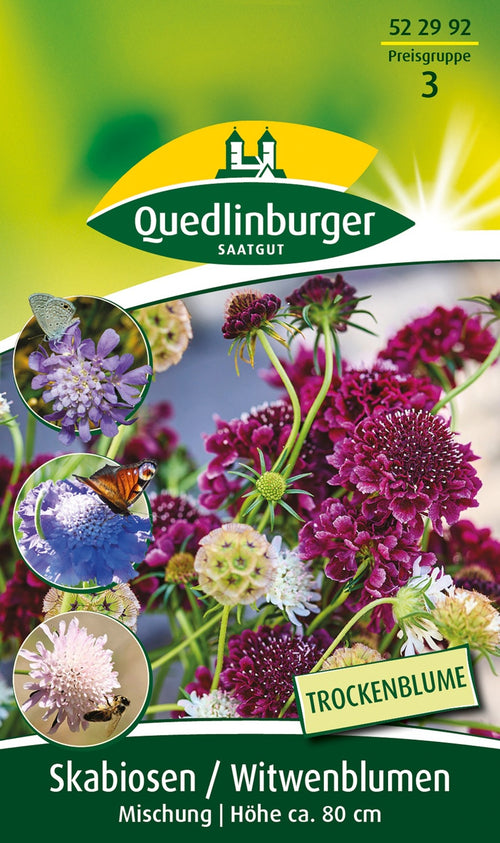 Quedlinburger Witwenblumen Mischung