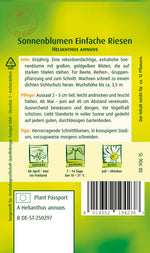Quedlinburger Sonnenblume Einfache Riesen