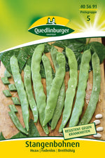 Quedlinburger Stangenbohne Hilda