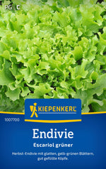 Kiepenkerl Endiviensalat Escariol grüner