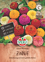 SPERLI Zinnie Liliput Mischung