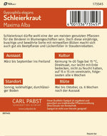 Pabst Keimkraft Schleierkraut Maxima Alba