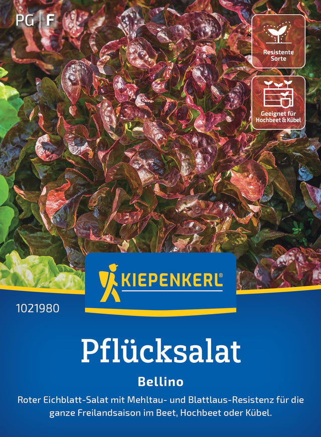 Kiepenkerl Pflück- & Schnittsalat Bellino