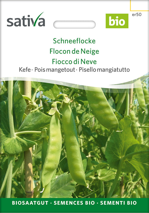 Sativa Kefe Schneeflocke