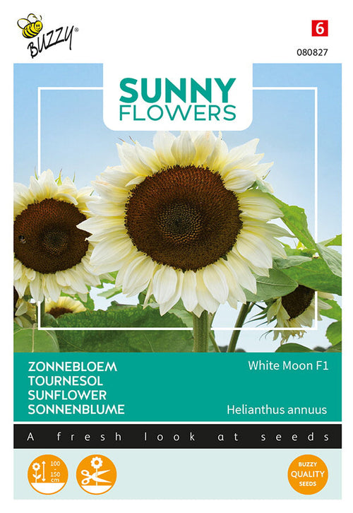 Buzzy Seeds Sonnenblume  White Moon