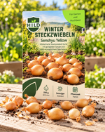 HILD Wintersteckzwiebel Senshyu Yellow 250 Gramm