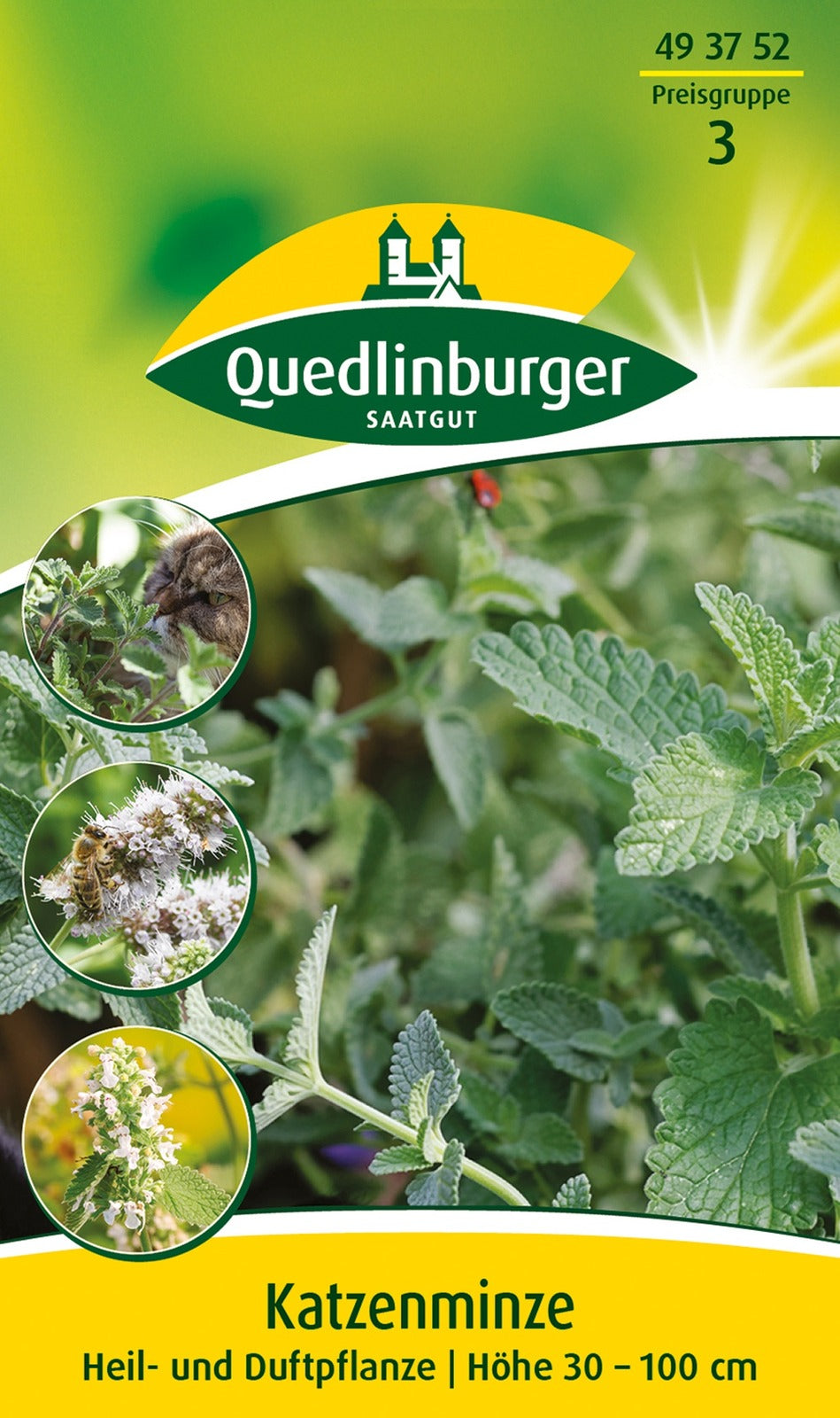Quedlinburger Katzenminze