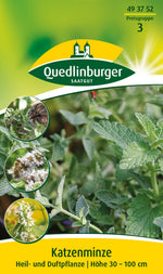 Quedlinburger Katzenminze