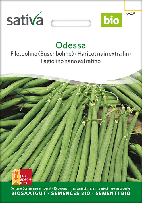 Sativa Filetbohne (Buschbohne) Odessa