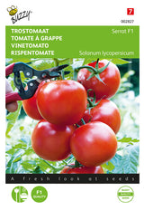 Buzzy Seeds Strauchtomate Serrat F1