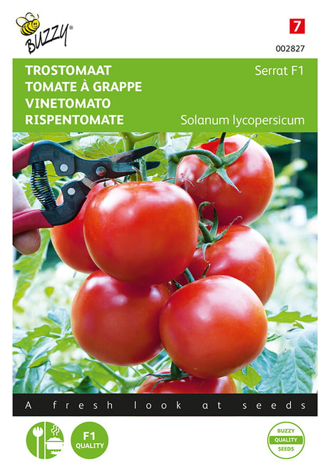 Buzzy Seeds Strauchtomate Serrat F1