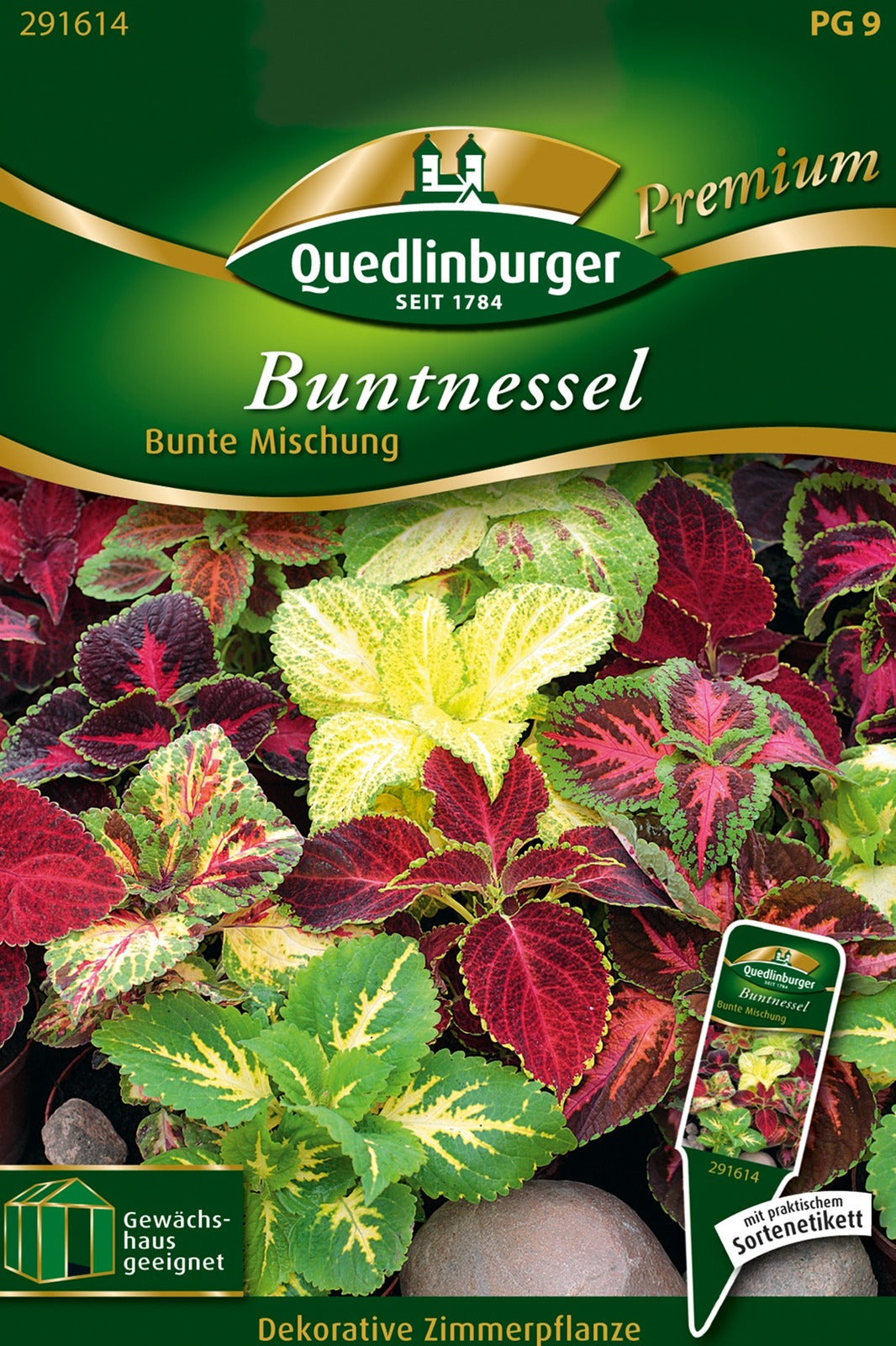 Quedlinburger Blattschmuckpflanze Buntnessel Bunte Mischung