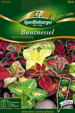 Quedlinburger Blattschmuckpflanze Buntnessel Bunte Mischung
