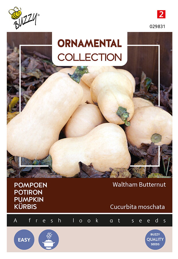Buzzy Seeds Kürbis  Waltham Butternut