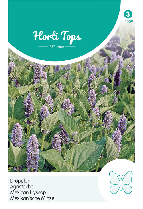 Horti Tops Duftnessel Mexikanische Minze
