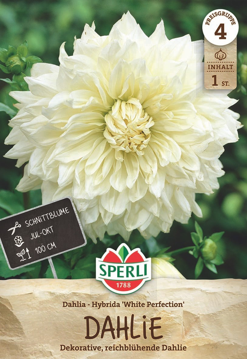 SPERLI Dahlie White Perfection