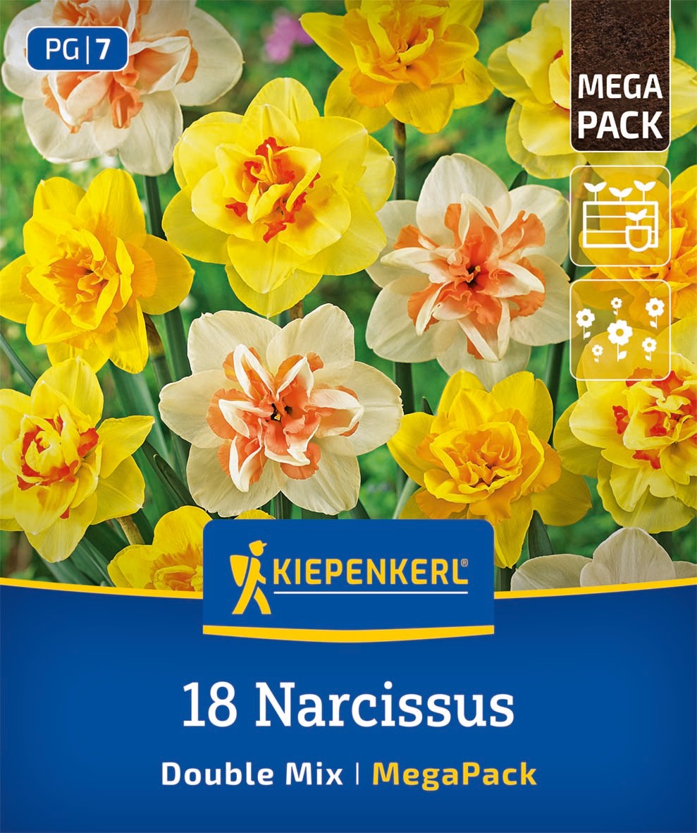 Mega-Pack Narzissen Gefüllte Mischung