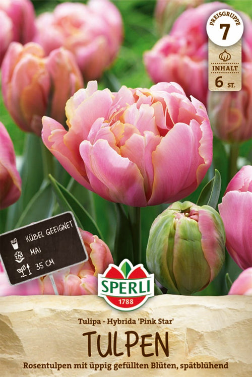 Gefüllte Späte Tulpe Pink Star