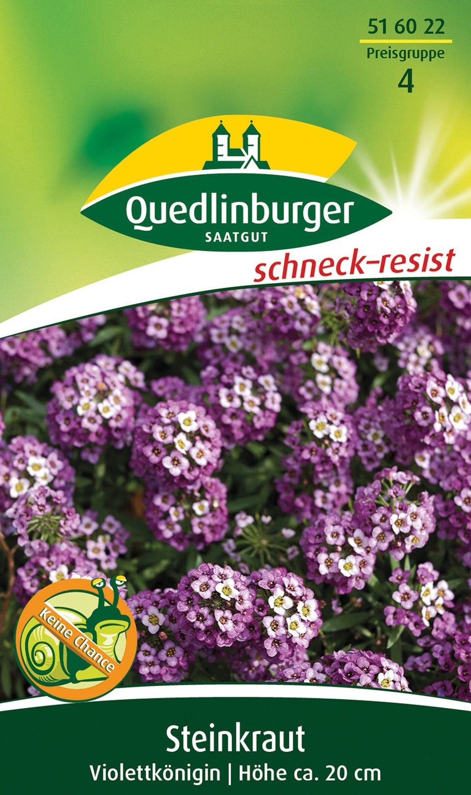 Quedlinburger Steinkraut Violettkönigin, lila - blau