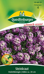 Quedlinburger Steinkraut Violettkönigin, lila - blau