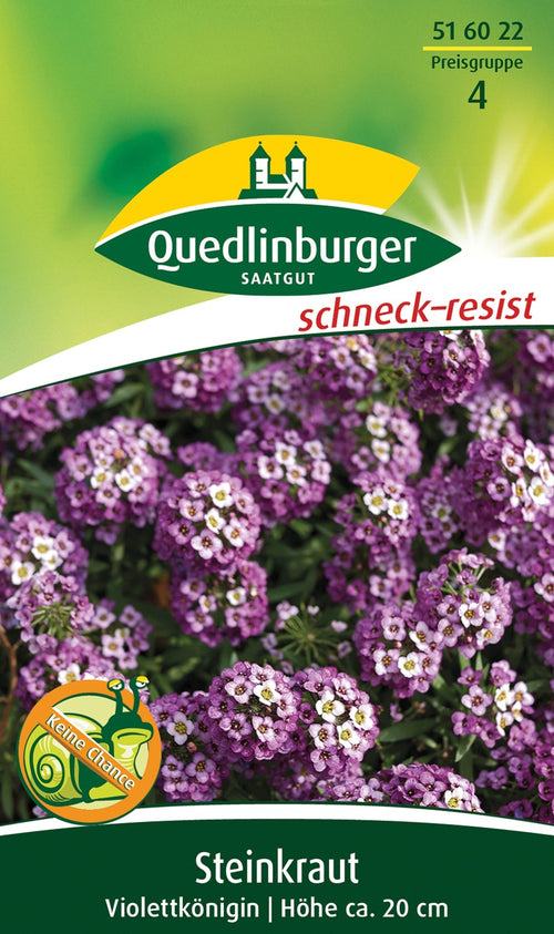 Quedlinburger Steinkraut Violettkönigin, lila - blau