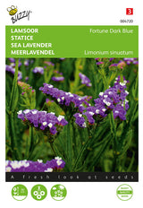 Buzzy Seeds Strandflieder Meerlavendel Fortune Dark Blue