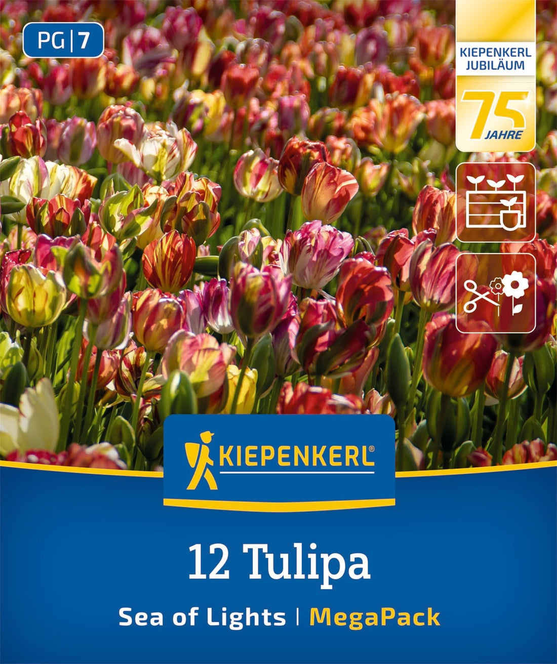 Mega-Pack Einfache späte Tulpen Sea of Lights