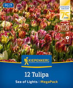 Mega-Pack Einfache späte Tulpen Sea of Lights